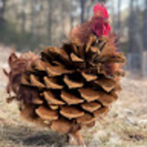Meet your Posher, The pinecone chicken